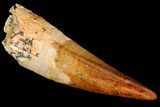 Juvenile Spinosaurus Tooth - Gorgeous Preservation #77744-1